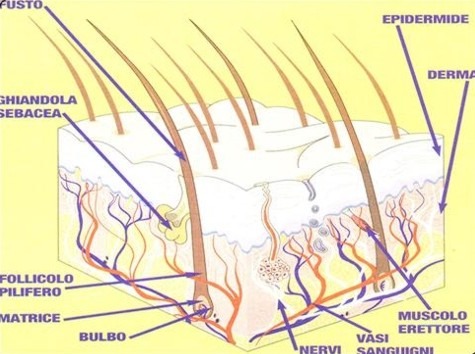 Da una perdita di capelli lo shampoo di cavalli aiuta